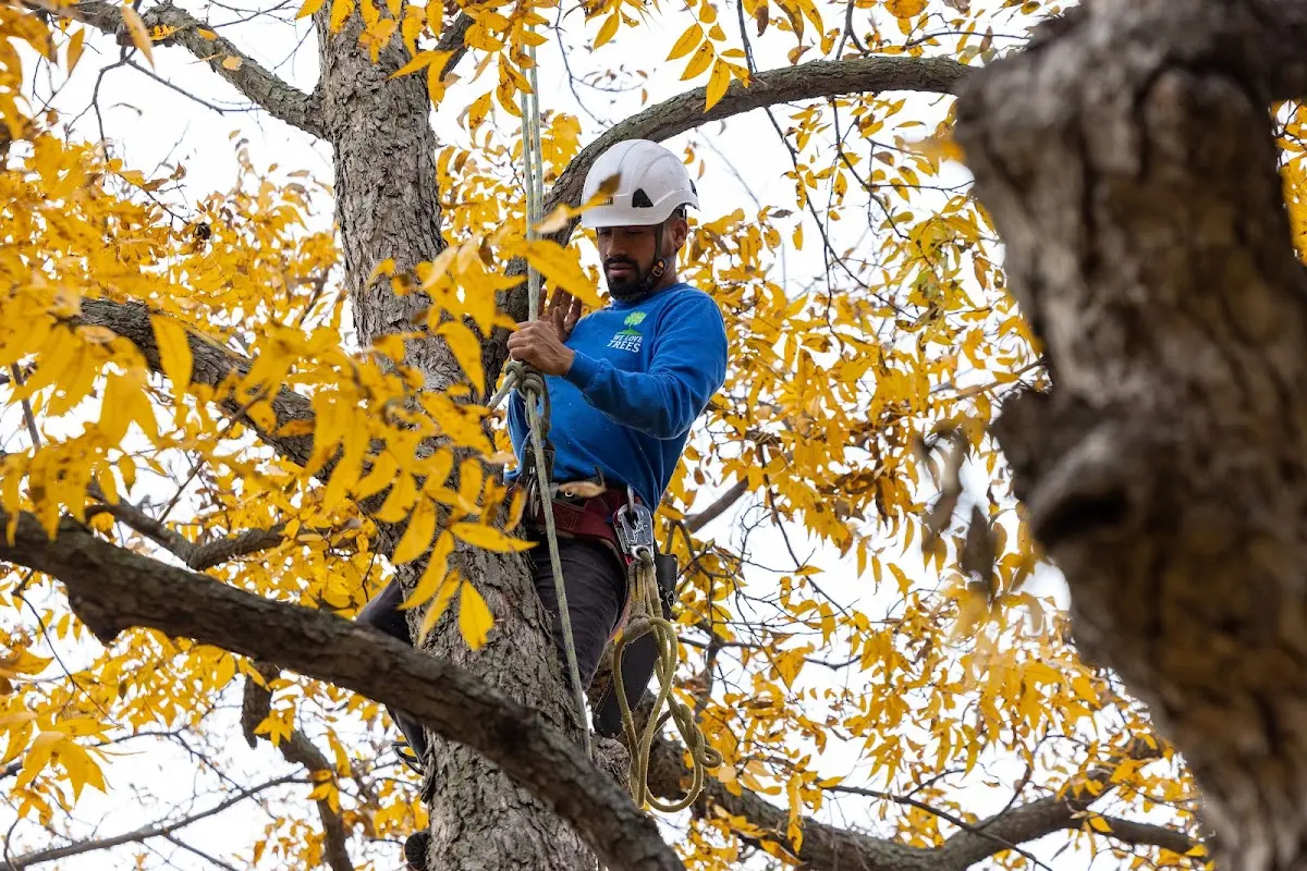 Skilled Tree Pruning crew working in Richland